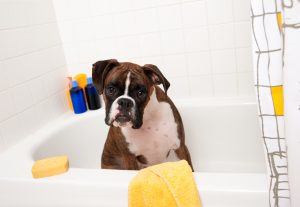 boxer-bath
